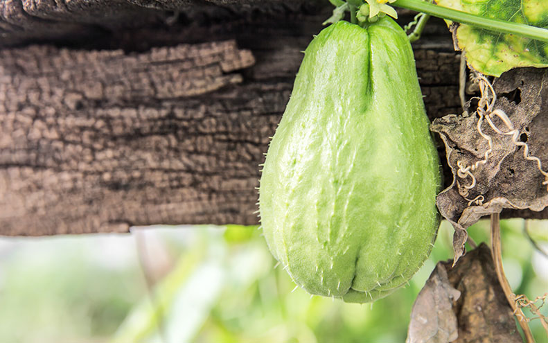 5 benefici dei semi di zucca per la perdita di peso, le difese