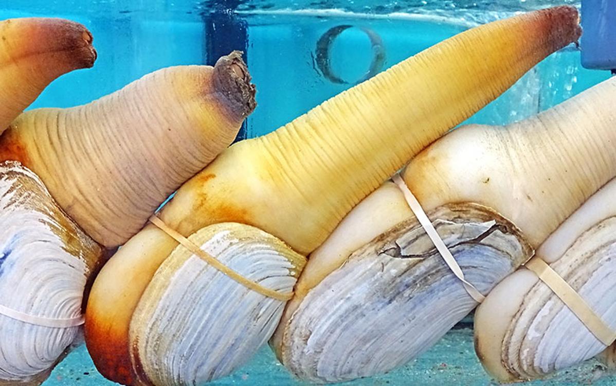 Geoduk: il mollusco più grande del mondo