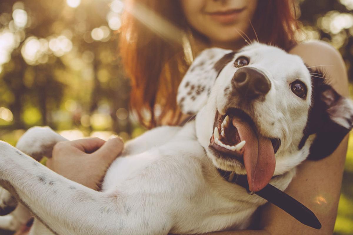 I cani fiutano le crisi glicemiche