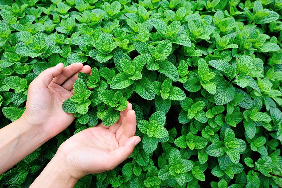 Benefici e utilizzi della menta