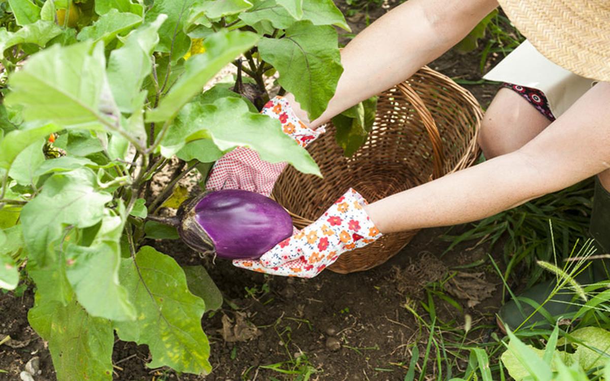 Frutta e verdura di luglio